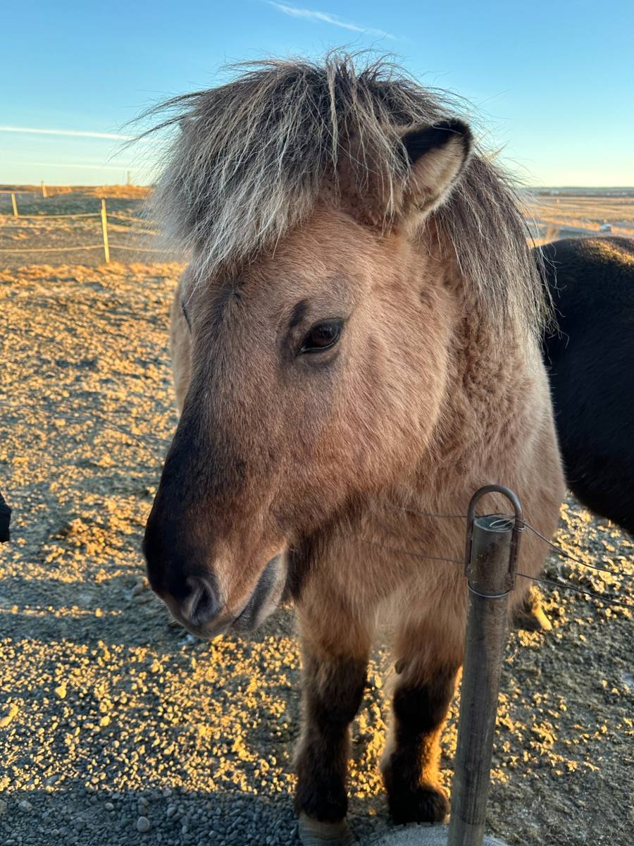 Icelandic Horses