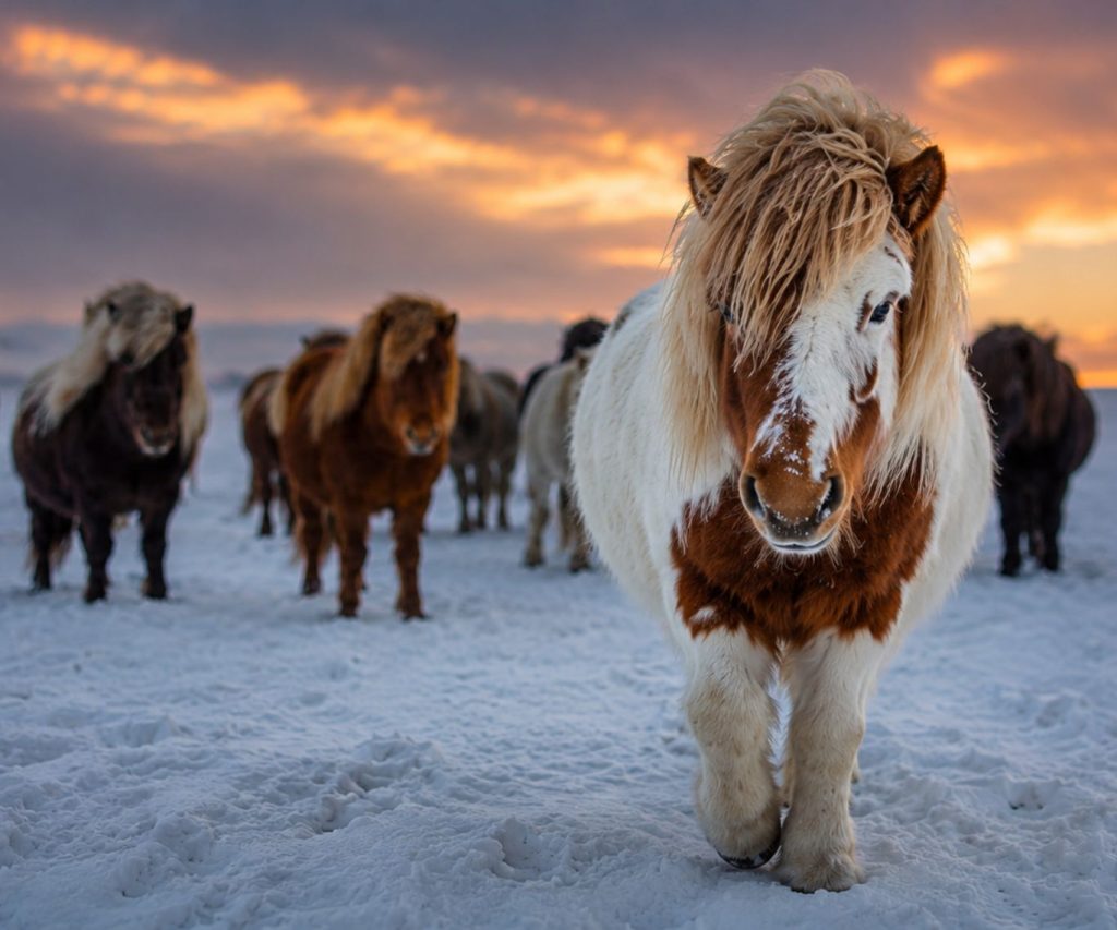 Viking Horses and Lava Flows