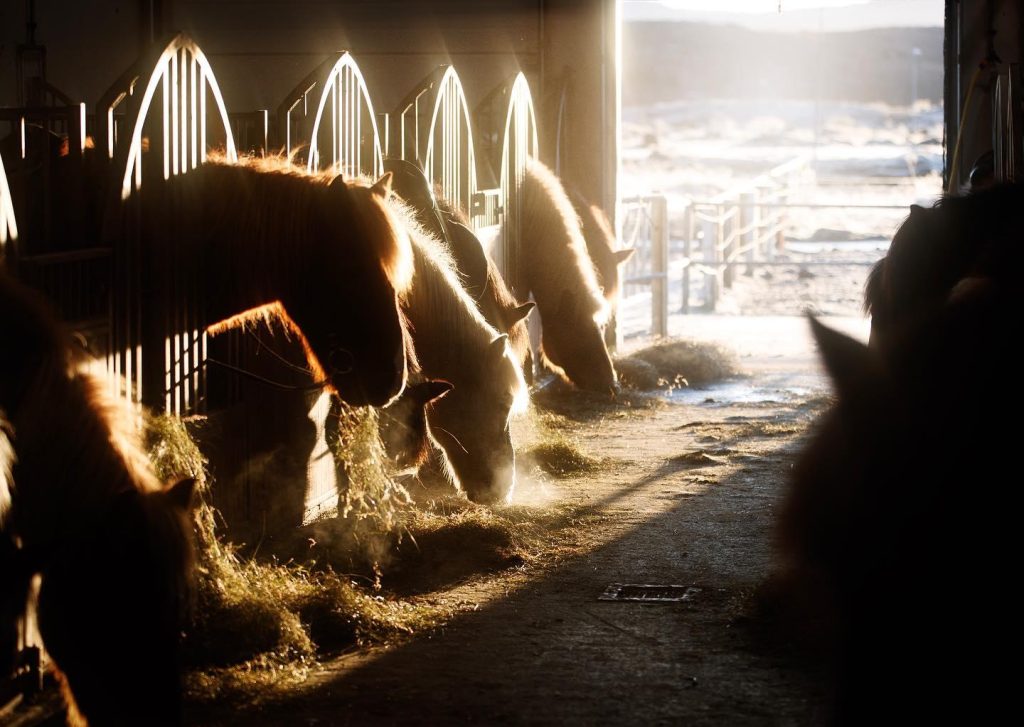 Horses
