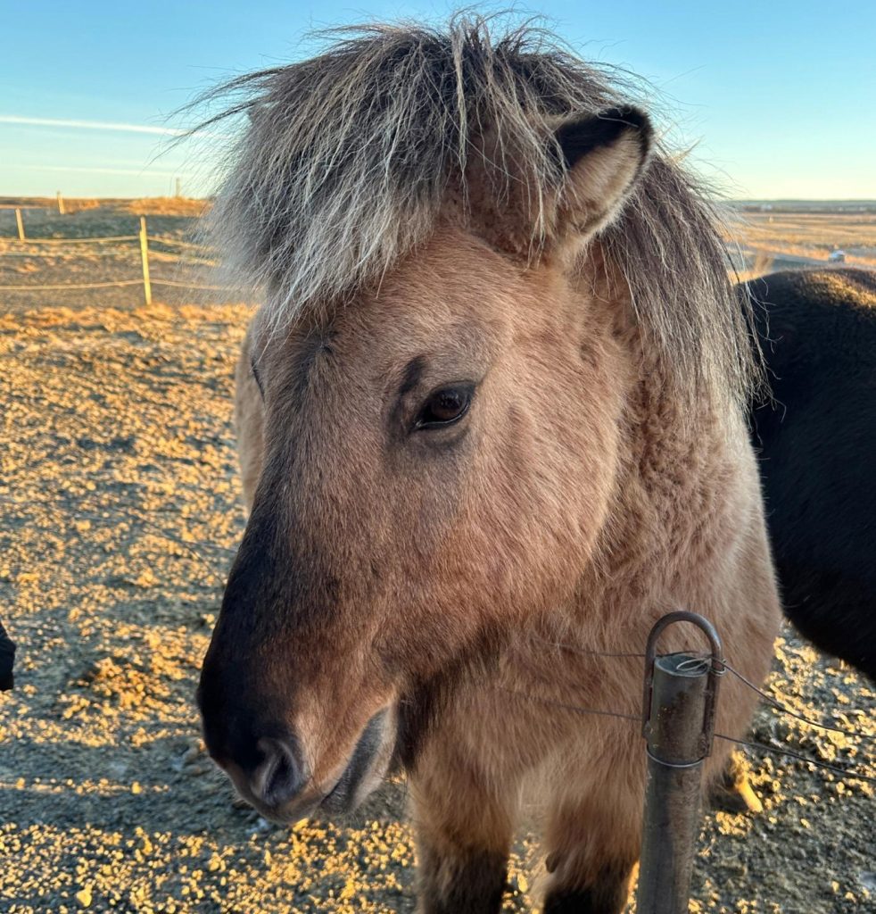 horse